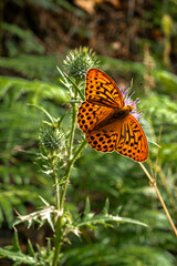 Schmetterling im Elbsandsteingebirge 2