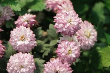 A close up photo of a bunch of dark pink chrysanthemum flowers with yellow centers and white tips on their petals. Chrysanthemum pattern in flowers park. Cluster of pink purple chrysanthemum