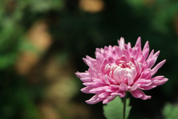 Pink Chrysanthemums in the autumn garden .Background of many small pink flowers of Chrysanthemum. Beautiful autumn flower background. Chrysanthemums Flowers blooming in