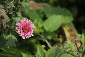 Pink chrysanthemum flowers autumn floral bouquet concept