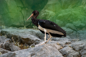 Young black stork resting high on the rocks waiting for its parents for food. Juvenile black stork. Ciconia nigra.