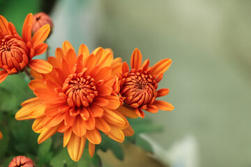Orange chrysanthemum flower with copy space