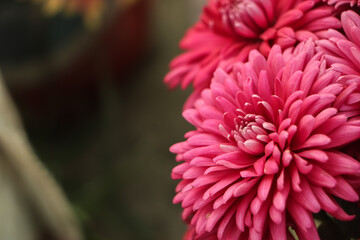Colorful pink autumnal chrysanthemum background