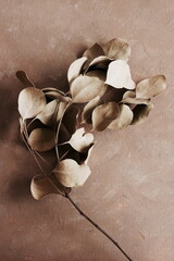 Dried Eucalyptus branch top view on a beige textured background toned. Minimal floral card, botanical fine art poster