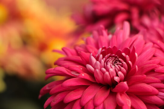 Blooming Pink Small Chrysanthemums. Chrysanthemums Flower Field Background.