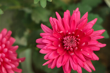 Beautiful pink chrysanthemums close up in autumn Sunny day in the garden. Autumn flowers. Flower head