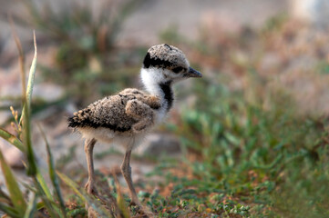 beautiful little bird in blur green background, red wattled lapwing juvenile in soft light 
