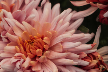 pink chrysanthemums in the flower farm