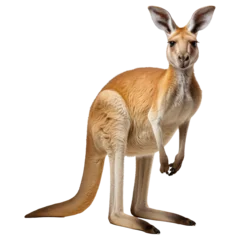 Tuinposter Kangaroo isolated on transparent background . Generative AI © sanong