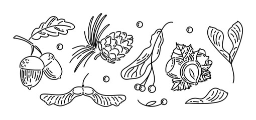 Set of vintage icons of autumn nuts and seeds. Acorns with leaves, cedar cone, linden seeds, hazelnuts, maple lionfish seeds. Doodle style. For stickers, web design, postcards.