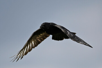 Aaskr&auml;he, Rabenkr&auml;he // Carrion crow (Corvus corone)