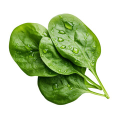 spinach in a transparent background, seizure-free