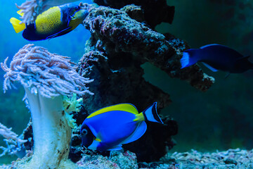 Fish in the aquarium, underwater world, corals.
