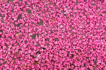 Flowers puddle water float pink petals detail close up nature asphalt