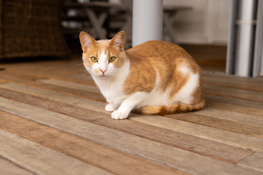 Close up of ginger pet cat sitting on wooden floor