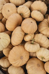 Pile of many harvested orange pumpkins at farmers market. Autumn fall seasonal background