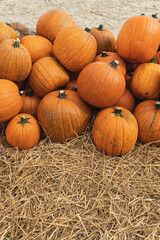 Pile of many harvested orange pumpkins at farmers market. Autumn fall seasonal background