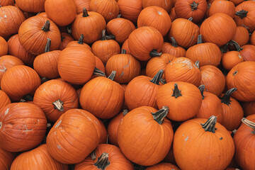 Lots of colourful orange pumpkins. Autumn fall seasonal pattern composition