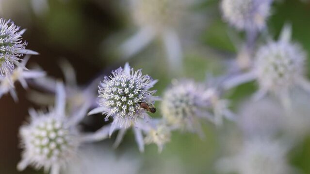 Beautiful blue Eryngium flower plants, who are also known as sea holly. A feast for wild bees and insects.