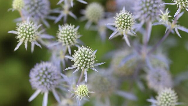 Beautiful blue Eryngium flower plants, who are also known as sea holly. A feast for wild bees and insects.