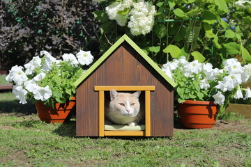 Fototapeta na wymiar A ginger cat sits in a wooden pet house standing between two pots of flowers against the background of shrub in the garden.