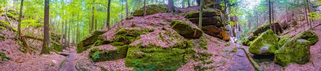 Panoramic view over magical enchanted fairytale forest with moss, lichen and fern at the hiking...