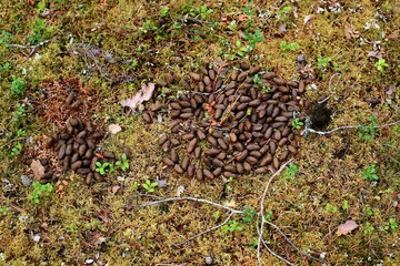Moose feces on the mossy forest ground - 627181618