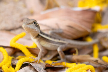 Australian Ta-ta Lizard