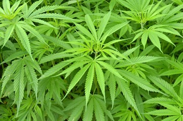 close up of marijuana leaf