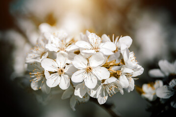 Cherry blossom branch in the garden in spring
