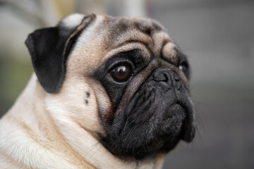 close-up portrait of a pug dog's face on the street