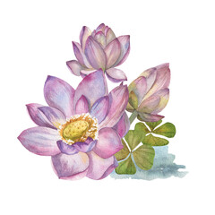 Set of pink lotus flowers and dry flowers painted in watercolor on white background. applied to flower cards, invitation cards, decoration products