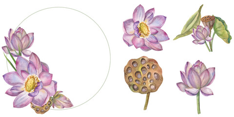 Set of a bouquet of delicate lotus flowers, painted in watercolor, in a round frame. Elements of the set isolated separately on a white background. Botanical illustration. for card design, invitation