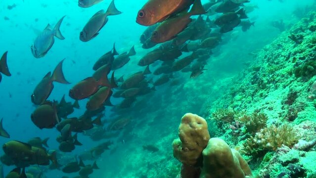 Underwater coral reef comes alive with school of ray-finned fish in Maldives. School of ray-finned fish brings sense of unity and harmony to underwater coral reef.