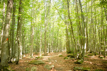 Mountain path under the beech forest