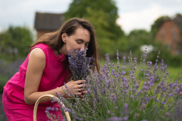 a beautiful girl in a pink dress collects lavender flowers in a basket in the garden