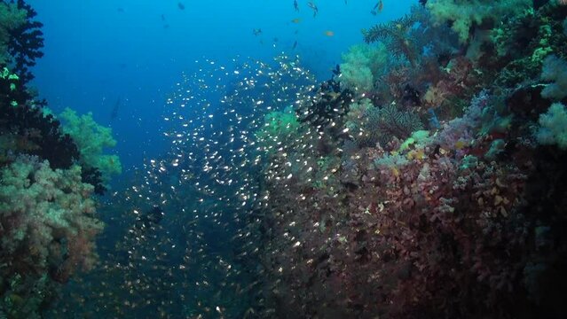 School of shiny glass fish swims in Maldivian waters. School of shiny glass fish gracefully navigates Maldivian waters, embodying grace and elegance of schooling fish species.