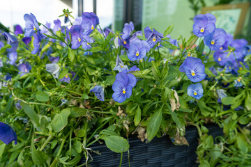 Purple Violet Pansies, Tricolor Viola Close up, Flowerbed with Viola Flowers, Heartsease, Johnny Jump