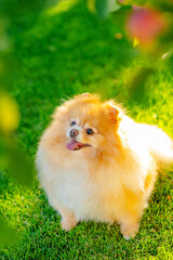 A small fluffy dog of the breed Pomeranian of red color lying on the lawn of the house near the apple tree in summer
