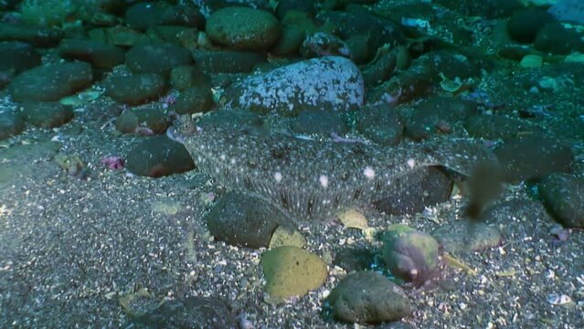 Flounder, remarkable flat fish in underwater of Japanese Sea. Explore underwater world and spot flounder, remarkable flat fish.