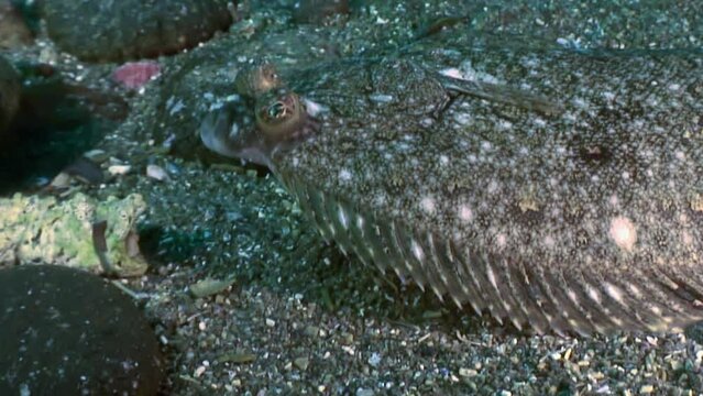 Flounder flat and camouflaged fish, hides on underwater bottom. Dive into deep sea environment and encounter flounder, unique flat fish, on underwater floor of Japanese Sea.