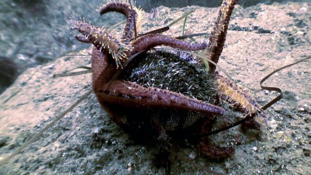Group of starfish gathers around sea urchin for their meal on underwater floor. Cluster of starfish displays their predatory behavior as they consume sea urchin on underwater floor of Sea of Japan.