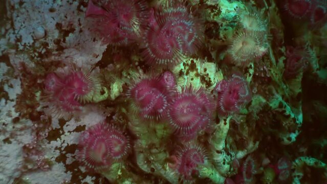 Sea worm invertebrate species in depths of Japanese Sea. Important invertebrate species of sea worm in underwater world.