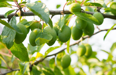 there are a lot of green plums hanging in the garden, on a branch, ripening