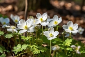 Beautiful white flowers of anemones in spring in a forest
