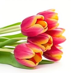 bouquet of tulips border isolated on white background