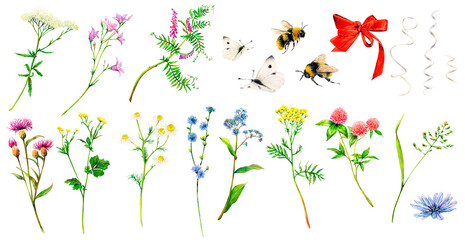 Realistic set of meadow wildflowers - field bell, forget-me-not, buttercup, mouse peas, clover, tansy, insects and satin or paper ribbons hand-drawn. Watercolor floral natural illustration of delicate