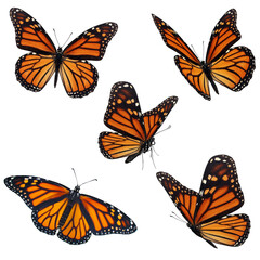 Beautiful five monarch butterfly