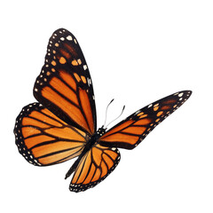 monarch butterfly