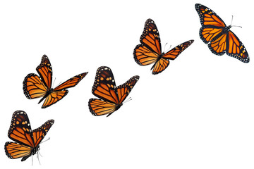 set of monarch butterflies isolated - obrazy, fototapety, plakaty